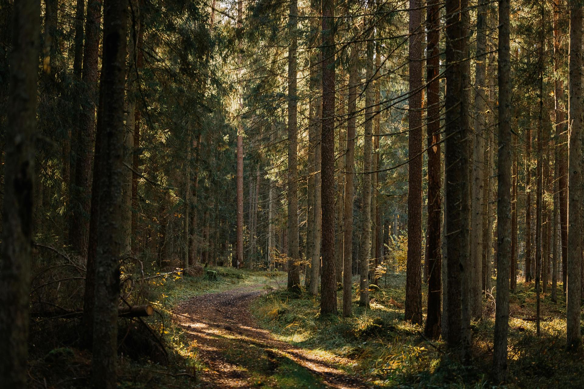 Forest background