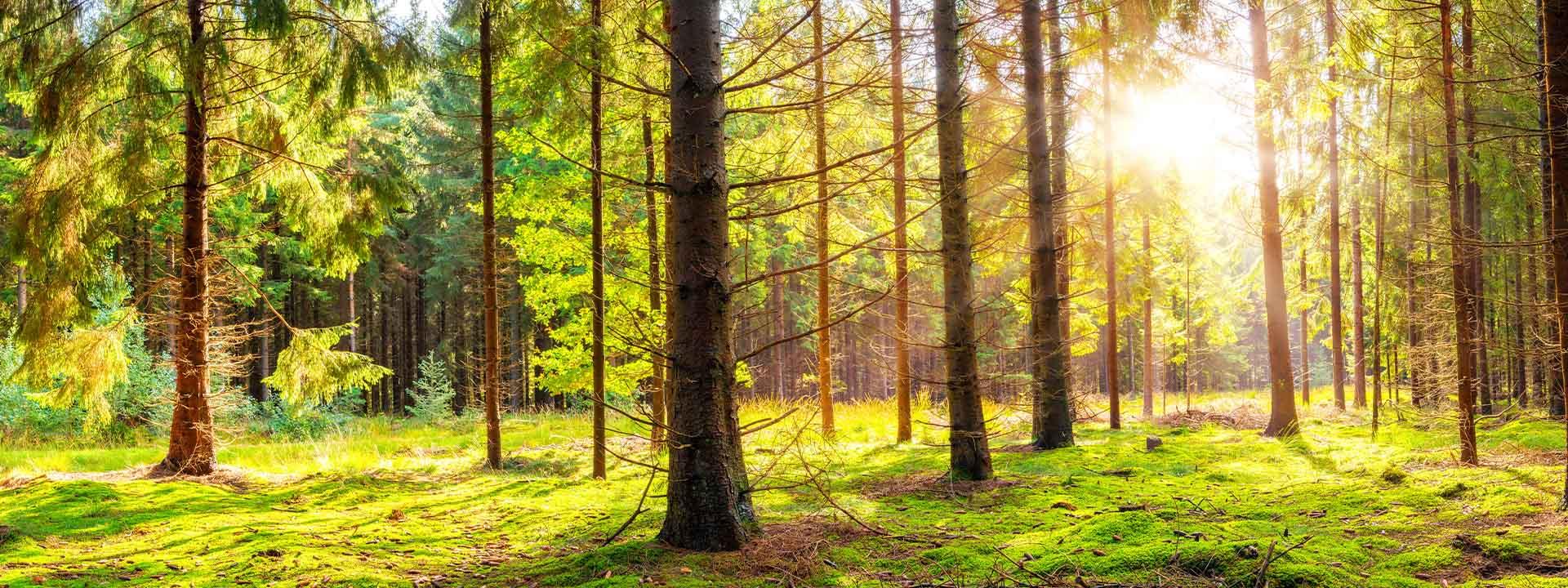 Forest background